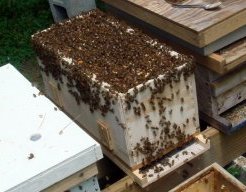 A nucleus hive overflowing with bees.