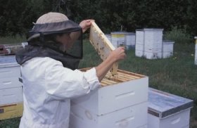 Beekeeping 101: gear and clothes