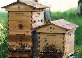 novice Beekeeping with a Flow™ Hive