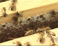 Beekeeping for Beginners Australia