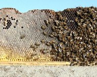 Beekeeping hives for Sale