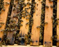Beekeeping Supplies Online