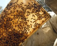 Bees for Beekeeping