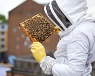 London Beekeepers Association