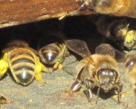 Park Beekeeping Supplies