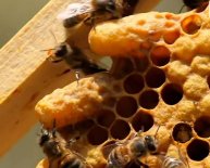 Pictures of Apiculture