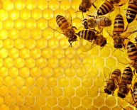 Pictures of bees and Beehive